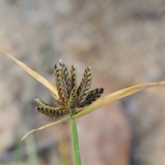 Cyperus sanguinolentus at Cotter River, ACT - 28 Feb 2019 09:02 AM