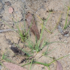 Cyperus sanguinolentus at Cotter River, ACT - 28 Feb 2019 09:02 AM