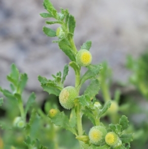 Centipeda cunninghamii at Cotter River, ACT - 28 Feb 2019