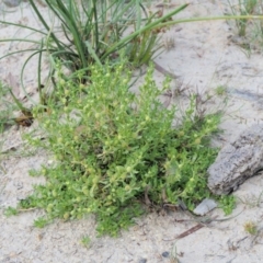 Centipeda cunninghamii at Cotter River, ACT - 28 Feb 2019 08:19 AM