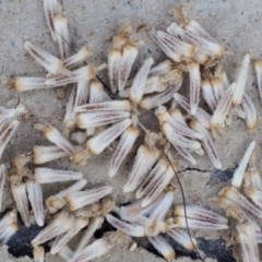 Centipeda cunninghamii at Cotter River, ACT - 28 Feb 2019 08:19 AM