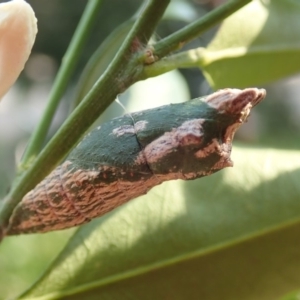 Papilio anactus at Spence, ACT - 4 Mar 2019