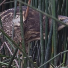 Botaurus poiciloptilus (Australasian Bittern) at Bruce Ponds - 20 Jun 2014 by rawshorty