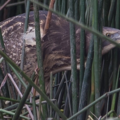 Botaurus poiciloptilus (Australasian Bittern) at Bruce Ponds - 20 Jun 2014 by rawshorty