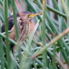 Ixobrychus dubius (Australian Little Bittern) at McKellar Wetlands - 13 Jun 2014 by rawshorty