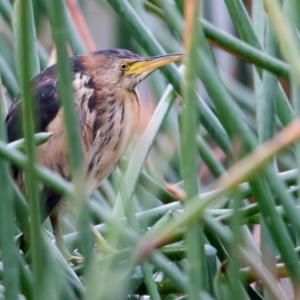 Ixobrychus dubius at McKellar, ACT - 13 Jun 2014