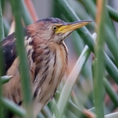 Ixobrychus dubius at McKellar, ACT - 13 Jun 2014