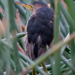 Ixobrychus dubius at McKellar, ACT - 13 Jun 2014