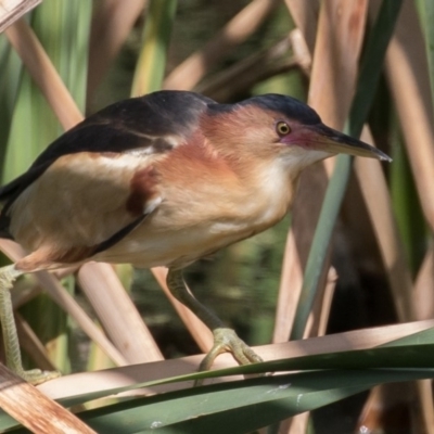 Ixobrychus dubius (Australian Little Bittern) at Jerrabomberra Wetlands - 18 Dec 2016 by rawshorty