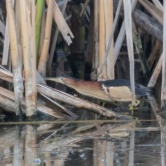 Ixobrychus dubius (Australian Little Bittern) at Fyshwick, ACT - 1 Jan 2019 by rawshorty