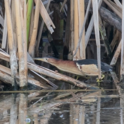 Ixobrychus dubius (Australian Little Bittern) at Fyshwick, ACT - 2 Jan 2019 by rawshorty