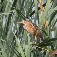 Ixobrychus dubius (Australian Little Bittern) at Fyshwick, ACT - 2 Jan 2019 by rawshorty