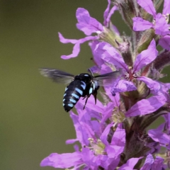 Thyreus nitidulus (Neon cuckoo bee) at Acton, ACT - 4 Mar 2019 by DPRees125