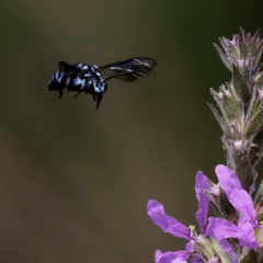 Thyreus nitidulus at Acton, ACT - 4 Mar 2019