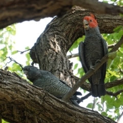 Callocephalon fimbriatum (Gang-gang Cockatoo) at Hughes, ACT - 4 Mar 2019 by JackyF