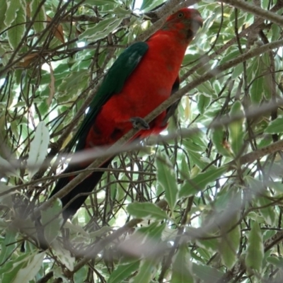 Alisterus scapularis (Australian King-Parrot) at Hughes, ACT - 4 Mar 2019 by JackyF