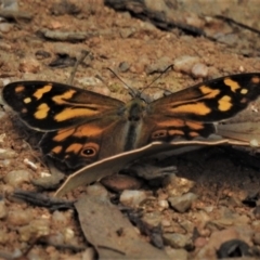 Heteronympha banksii (Banks' Brown) at Paddys River, ACT - 3 Mar 2019 by JohnBundock