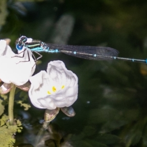 Austroagrion watsoni at Chapman, ACT - 4 Mar 2019 12:38 PM