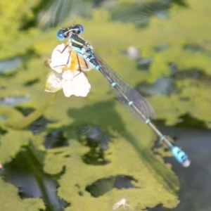 Austroagrion watsoni at Chapman, ACT - 4 Mar 2019 12:38 PM