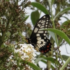 Papilio anactus (Dainty Swallowtail) at Hughes, ACT - 4 Mar 2019 by JackyF