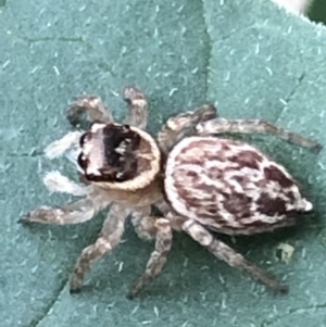 Maratus griseus at Monash, ACT - 4 Mar 2019