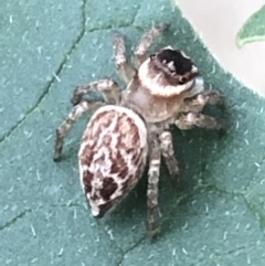 Maratus griseus at Monash, ACT - 4 Mar 2019