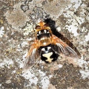 Microtropesa sp. (genus) at Paddys River, ACT - 4 Mar 2019