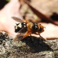 Microtropesa sp. (genus) at Paddys River, ACT - 4 Mar 2019 11:24 AM