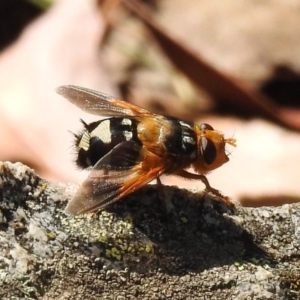 Microtropesa sp. (genus) at Paddys River, ACT - 4 Mar 2019 11:24 AM