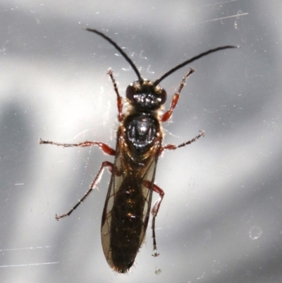 Tiphiidae (family) (Unidentified Smooth flower wasp) at Rosedale, NSW - 25 Feb 2019 by jb2602