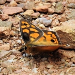 Heteronympha penelope (Shouldered Brown) at Paddys River, ACT - 4 Mar 2019 by JohnBundock