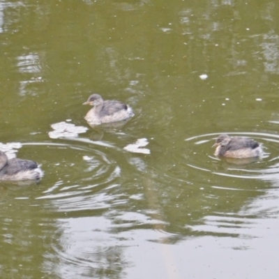 Tachybaptus novaehollandiae (Australasian Grebe) at Federal Golf Course - 4 Mar 2019 by JackyF