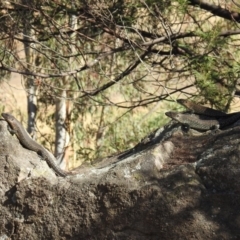 Egernia cunninghami (Cunningham's Skink) at Tuggeranong DC, ACT - 3 Mar 2019 by HelenCross