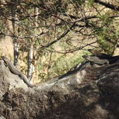 Egernia cunninghami (Cunningham's Skink) at Tuggeranong DC, ACT - 3 Mar 2019 by HelenCross