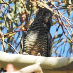 Callocephalon fimbriatum (Gang-gang Cockatoo) at Chapman, ACT - 2 Mar 2019 by HelenCross