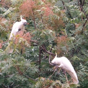 Cacatua galerita at Hughes, ACT - 4 Mar 2019 07:09 PM