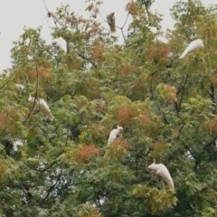 Cacatua galerita at Hughes, ACT - 4 Mar 2019