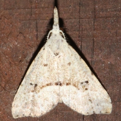 Trigonistis asthenopa (Tiny Snout) at Rosedale, NSW - 26 Feb 2019 by jb2602