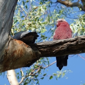 Eolophus roseicapilla at Hughes, ACT - 23 Jan 2019 07:53 AM