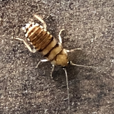 Ectobiidae sp. (family) (Cockroach) at Monash, ACT - 3 Mar 2019 by jackQ