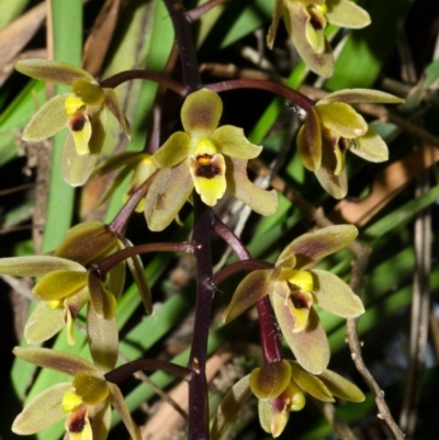 Cymbidium suave (Snake Orchid) at Vincentia, NSW - 23 Nov 2016 by AlanS