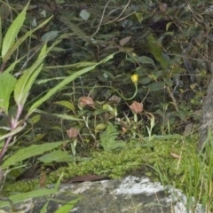 Pterostylis pulchella (Waterfall Greenhood) at Browns Mountain, NSW - 1 Apr 2006 by AlanS