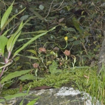 Pterostylis pulchella (Waterfall Greenhood) at Browns Mountain, NSW - 31 Mar 2006 by AlanS