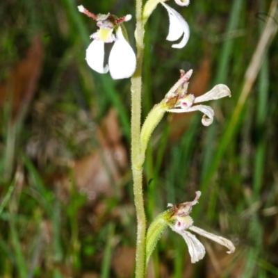 Eriochilus cucullatus (Parson's Bands) at Tomerong, NSW - 11 Apr 2017 by AlanS