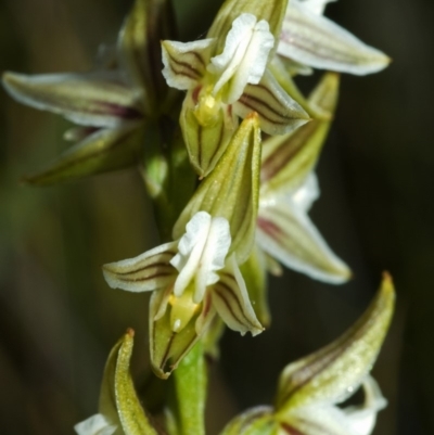 Prasophyllum striatum (Streaked Leek Orchid) at Tianjara, NSW - 8 Apr 2008 by AlanS