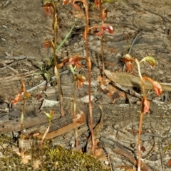 Pterostylis rufa (Rustyhood Orchid) at Barringella, NSW - 15 Oct 2005 by AlanS