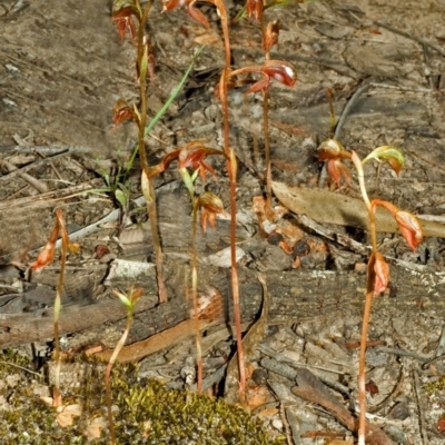 Pterostylis rufa (Rustyhood Orchid) at Barringella, NSW - 15 Oct 2005 by AlanS