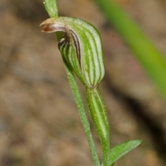 Pterostylis ventricosa at Falls Creek, NSW - 28 Apr 2014 by AlanS