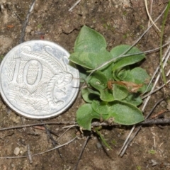 Pterostylis ventricosa at Tianjara, NSW - 16 May 2013 by AlanS