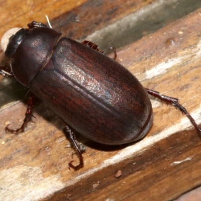 Scarabaeidae (family) (Scarab beetle, curl grub) at Rosedale, NSW - 25 Feb 2019 by jbromilow50